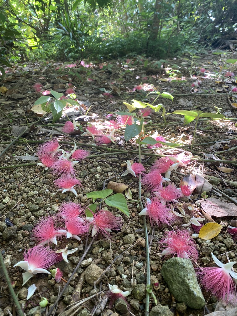 朝のサガリバナ