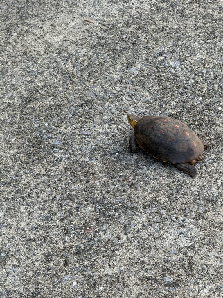 セマルハコガメ